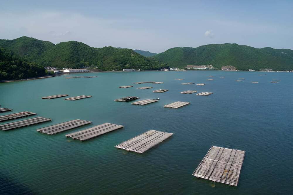 Immersione delle perle Akoya