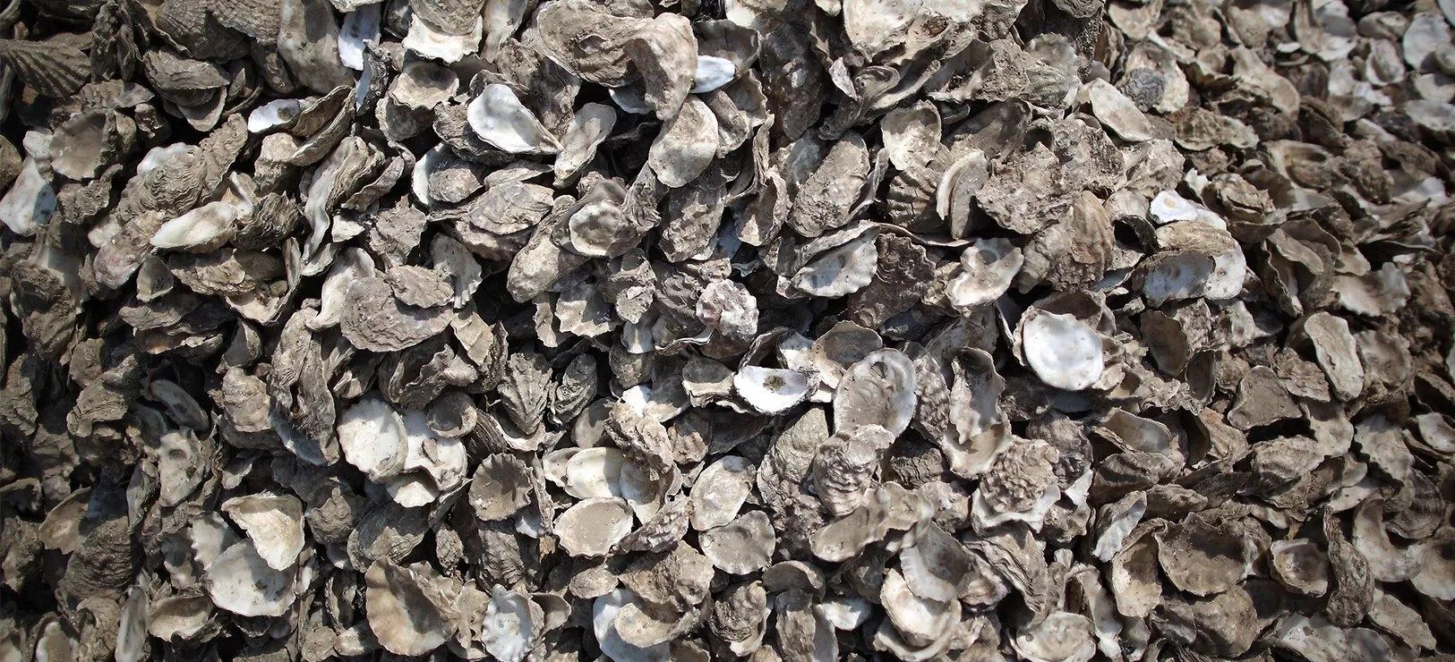L'innesto, un'operazione delicata per ottenere belle perle