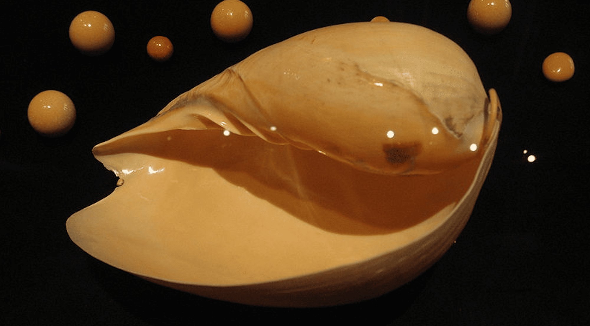 Perle Conch