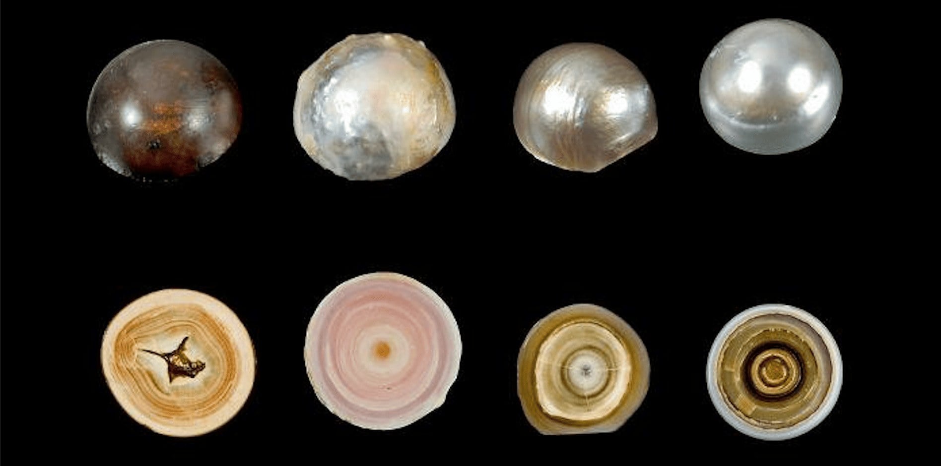 Perle coltivate senza nucleo