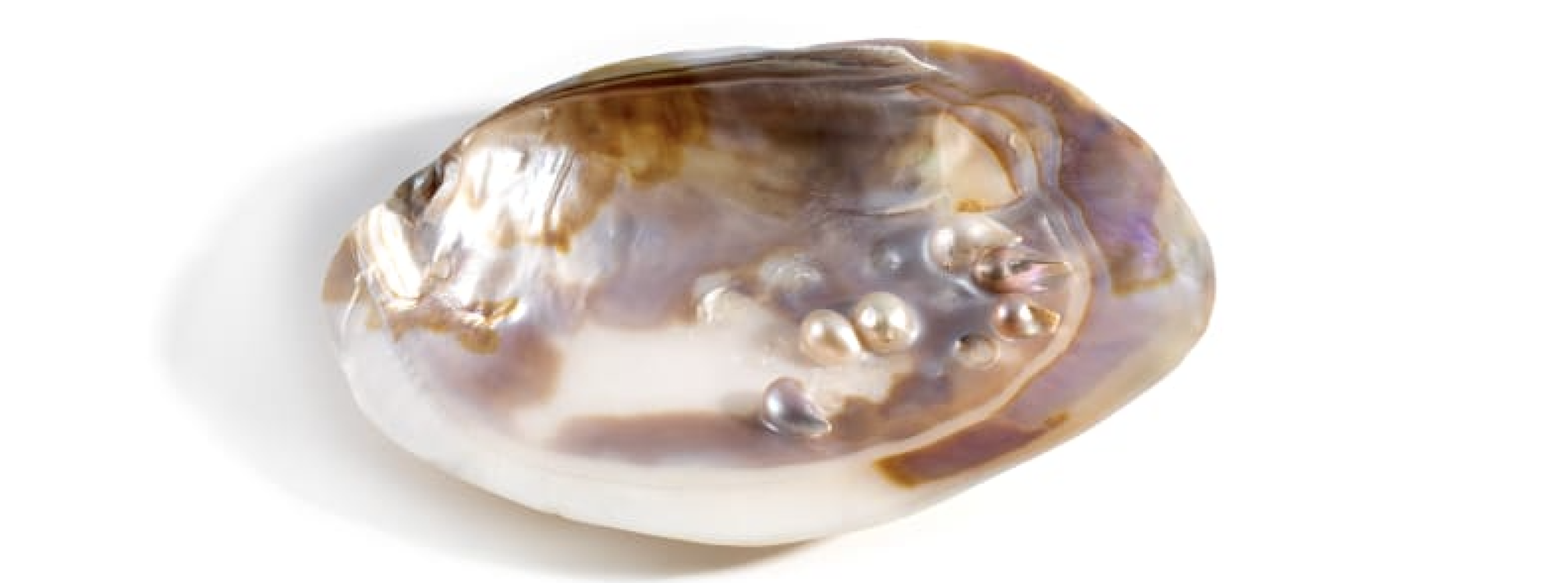 Formazione di una perla blister - meccanismo di difesa del mollusco