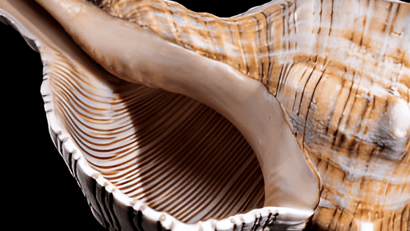 Perle di pleuroploca · Gemperles