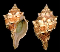 Perle di pleuroploca: dettaglio