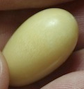 Perle di pleuroploca