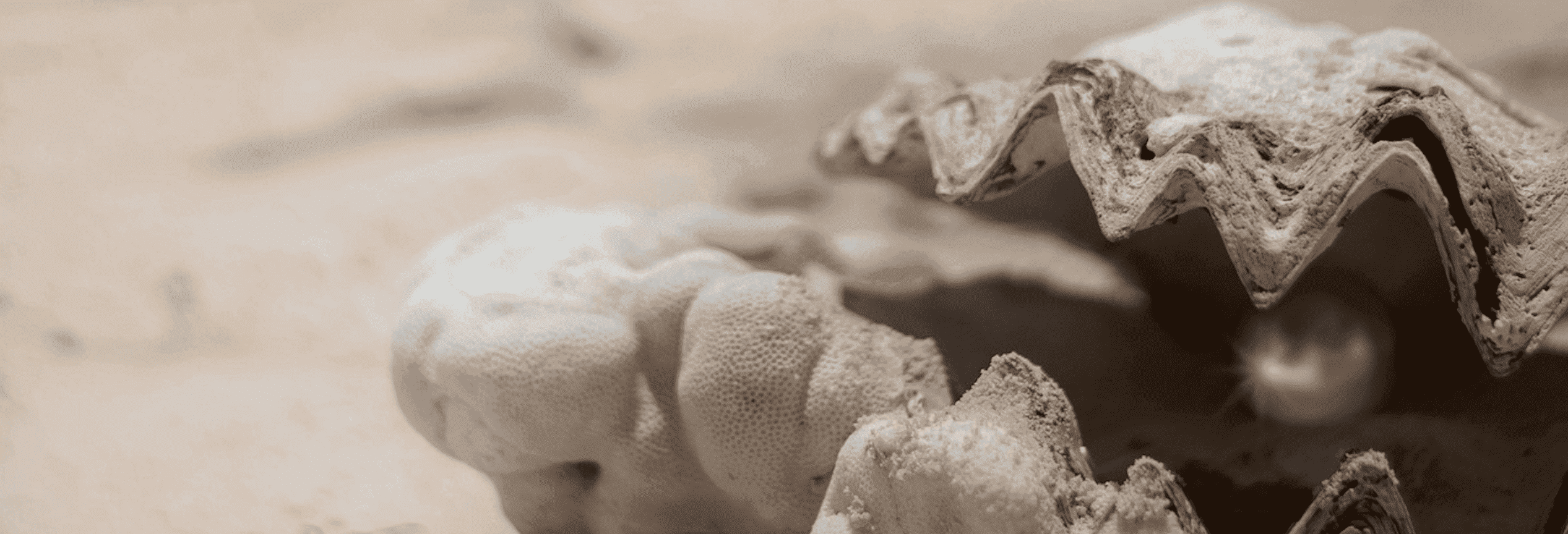 Perla imprigionata parzialmente saldata alla conchiglia di un bivalve perlifero