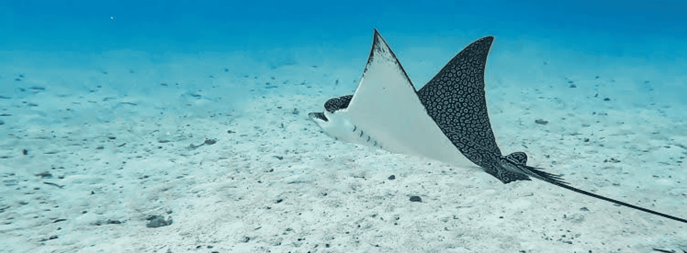 Aetobatus narinari — aquila di mare maculata, vettore dei parassiti all'origine delle perle di Tahiti
